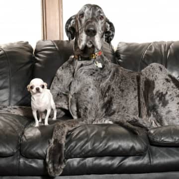 世界で最も高い犬と小さい犬がご対面