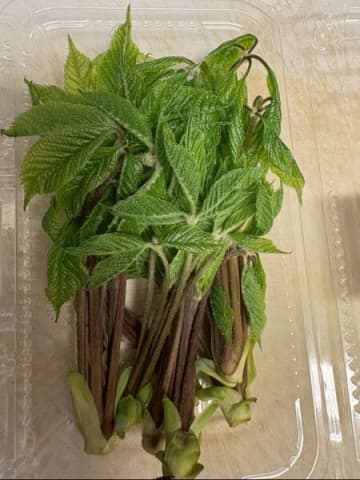 産直でこれ見つけたら絶対買いです！＜コシアブラ＞