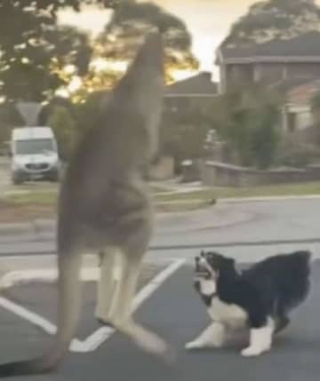 豪州でカンガルーvsシェパード犬　悲しき結末に保護活動家が怒り「命落とす危険性高い」