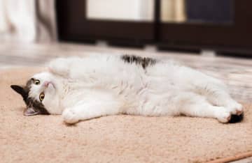 多飲多尿は糖尿病のサインかも！　猫の糖尿病ってどんな病気？