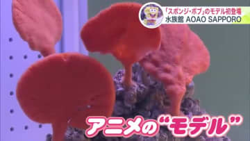 【GW札幌おでかけ】25周年を迎えたアニメ界の人気者スポンジ・ボブとAOAO SAPPOROが共演！札幌で出会う“海の不思議”な夏と海の世界を五感で楽しむイベントが開幕―北海道札幌市
