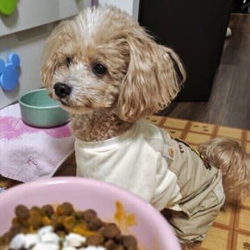 愛犬の健康寿命に！実践したい「食のコツ」5選