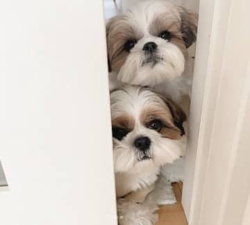 飼い主の外出を察してドアの前で「通せんぼ」するシー・ズー！行動からわかることは？｜獣医師解説