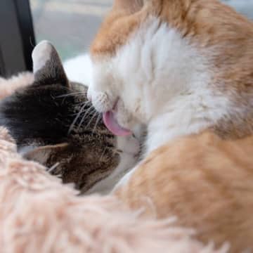 知っていると“猫通”？猫にまつわる珍しい『カタカナ用語』7選とその意味