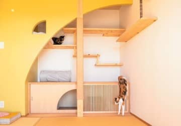 十分に遊んでくつろげる！　2匹の猫が活動的に過ごせる部屋づくりの実例
