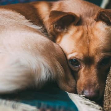 犬が震えているときの心理５つ　主な原因や対処法、病気の可能性まで解説