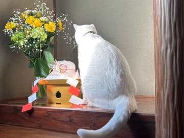 鏡餅を見つめる猫、次の瞬間？　漫画のような展開に「最高傑作やろ」