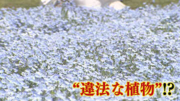 なぜ？ネモフィラ満開の花畑に“違法”植物がニョキニョキ  保健所と協議  抜きとって焼却処分に 【福岡発】