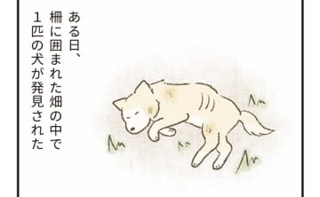 「歩けない状態で放置された犬」を動物愛護センターが保護...その後とは?【たまさんちのホゴイヌ①】
