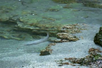 川床にゆらめく白い影にドキドキ！　山笑う季節の渓流釣り【飯田市】