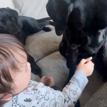 赤ちゃんが大型犬におやつを食べさせようとしたら、手を噛まないように…あまりにも優しい行動が10万再生「尊すぎて泣ける」「全員推せる」