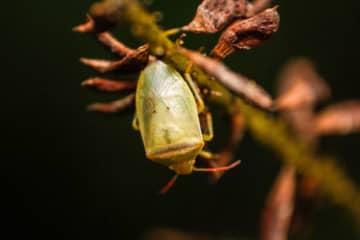 世の中には『自分のニオイで気絶してしまう生き物』が存在する！？臭すぎて死んでしまうことも…