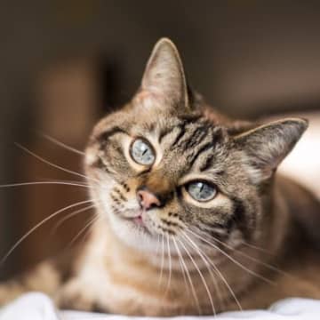 『愛猫の本音』が聞きたければ…チェックすべき体の状態や行動4選