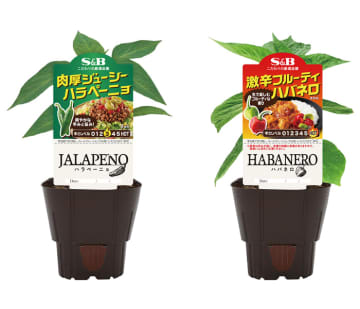 ハーブ苗「育てて食べる」楽しみを 唐辛子のサンプリングも エスビー食品