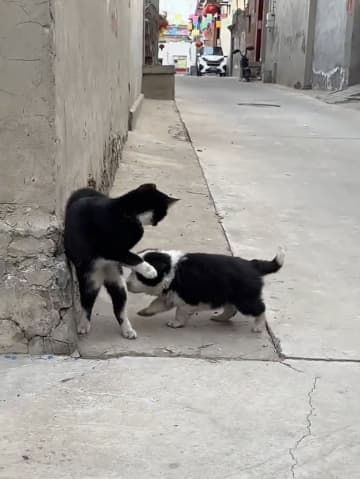 黒白のボーダーコリーの子犬が黒白猫を母と勘違い　付きまとうも猫パンチ