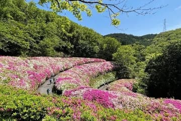 GWが見頃！東大阪・生駒山のつつじ園で色鮮やかな“ツツジロール”