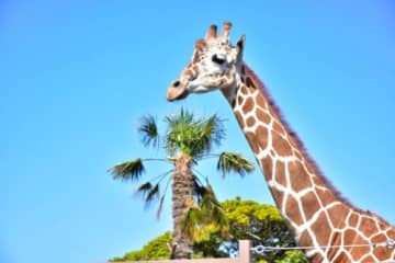 伊豆シャボテン動物公園にキリンが初来園　サバンナエリアが誕生