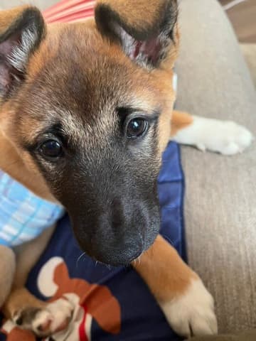 寂しそうな顔をしていた生後2カ月半の元保護犬が2才に→“困り顔”が可愛い「我が家の長男坊」に成長した姿にほっこり