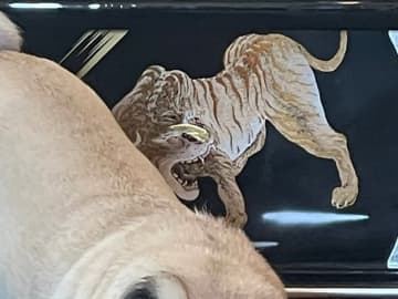 五月人形を飾った飼い主、すると愛犬が？「最高かよ」「虎になりたかったのかな」
