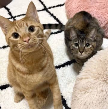 期待して飼い主を見つめる猫たち　1年前と今を比べると「落ち着いた感じがする」成長にキュン