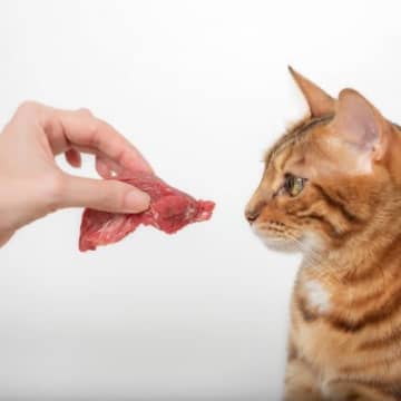 猫の命を脅かす『生（なま）もの』3選　食べてしまったときのリスクや対処法