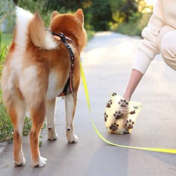 犬のウンチで体調不良を判断する方法とは？できるだけ早く病院へ連れて行くべき便の状態まで
