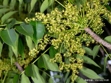「剪定した翌日に…」「注意！」　公園でよく見かける木、実は触るだけでも危険？