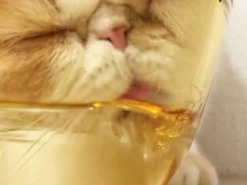 猫「給水器は使わない」　動画に「吹いた」「１００歳みたいなお顔」