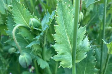 秦野　きれいなので残していた花、禁止植物のアツミゲシだった…神奈川県が除去