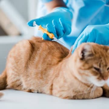 猫との暮らしの新常識？猫にまつわる『アップデート』した5つのこと