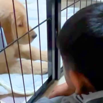 『僕は大型犬のお世話しない』５歳の男の子がワンコに大反対→一緒に暮らし始めたら…当時では考えられない『現在の光景』が泣けると10万再生