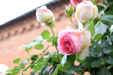 【ガーデニング】バラの季節をリードする“早咲きのバラ”［5選］
