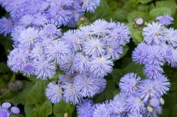 5月3日の花とは？【366日の誕生花と幸せの花言葉】