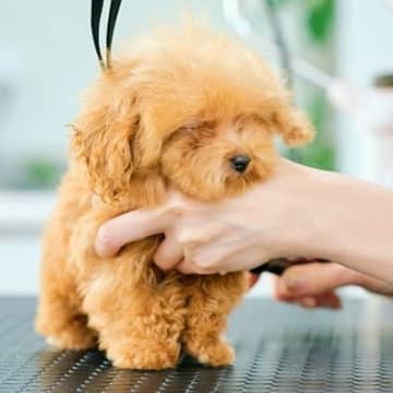 生まれて114日しか経っていない『極小子犬』→初めてのトリミングで…破壊力が高すぎる『尊い姿』が3万再生「可愛い」「癒された」と悶絶の声