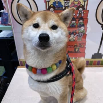 犬のオス・メスの違いは？　性別に関する5つの疑問Q&A