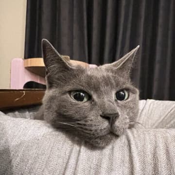 知ってびっくり！　猫は性別で体型やしぐさに違いが出るって本当？