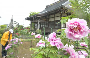 大輪ボタン　境内彩る　那珂・毘盧遮那寺　茨城
