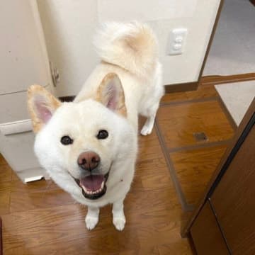 隠れてスイーツを食べる飼い主を見つけた柴犬！なぜバレてしまった!?　獣医師に聞いてみた