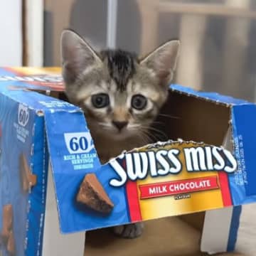遊び疲れた子猫が『膝の上』へとやってくると……あまりにも"天使すぎる姿"に癒される人続出「かっわいいなあ」「ニンマリした」