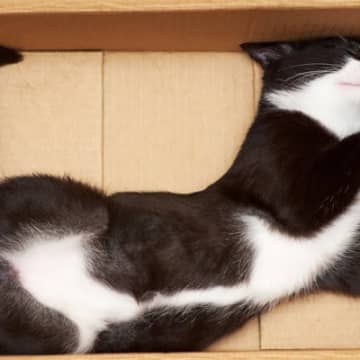 愛猫が『寝転がりたがる場所』5選　のびのびゴローンとしたくなるのはどんなところ？