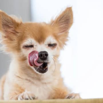 犬が『お腹いっぱい』になった時のサイン３つ　食べすぎるリスクや注意点まで