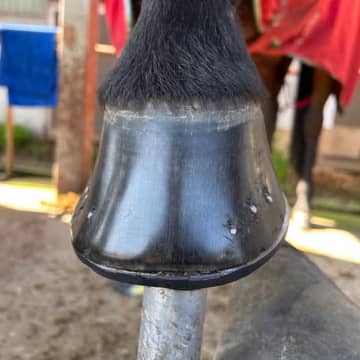 「ひづめも磨けば輝きます」　ひづめをツヤツヤにする“馬の靴屋さん”の技術に「実際に見に行きたい」「ほれぼれした」とSNS絶賛