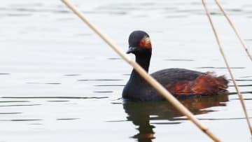 沙河ダムにハジロカイツブリの姿　北京市