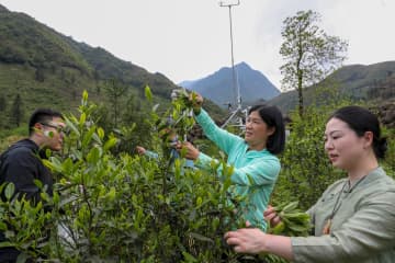 中国福建省で武夷岩茶の品質検査