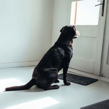 犬が飼い主のことを『玄関で待つ』心理4選　愛犬が待ち続けるのを放っておいても大丈夫？