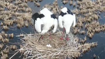 千鶴島観光風景区にコウノトリ数十羽が飛来　中国黒竜江省