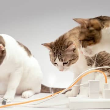 猫が起こしうる『火災事故』4つのケースと予防法　まさか…の行動が火事の原因に？