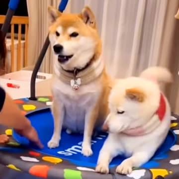 姪っ子のトランポリンを気に入った犬→帰ろうとしたら…まさかの『ブチギレる光景』に「可愛すぎるｗ」「楽しかったんだね」と絶賛の声