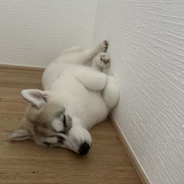ヘソ天で眠る「もふもふ」のハスキー子犬に約6.5万「いいね」が集まる！「なんでこんなもちもちフワフワなの」の声も