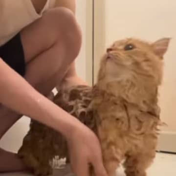 １歳半の猫を『初めてのお風呂』に入れた結果…悶絶必至の『可愛すぎる反応』が145万再生「助けてーって聞こえるｗ」「頑張ったね」